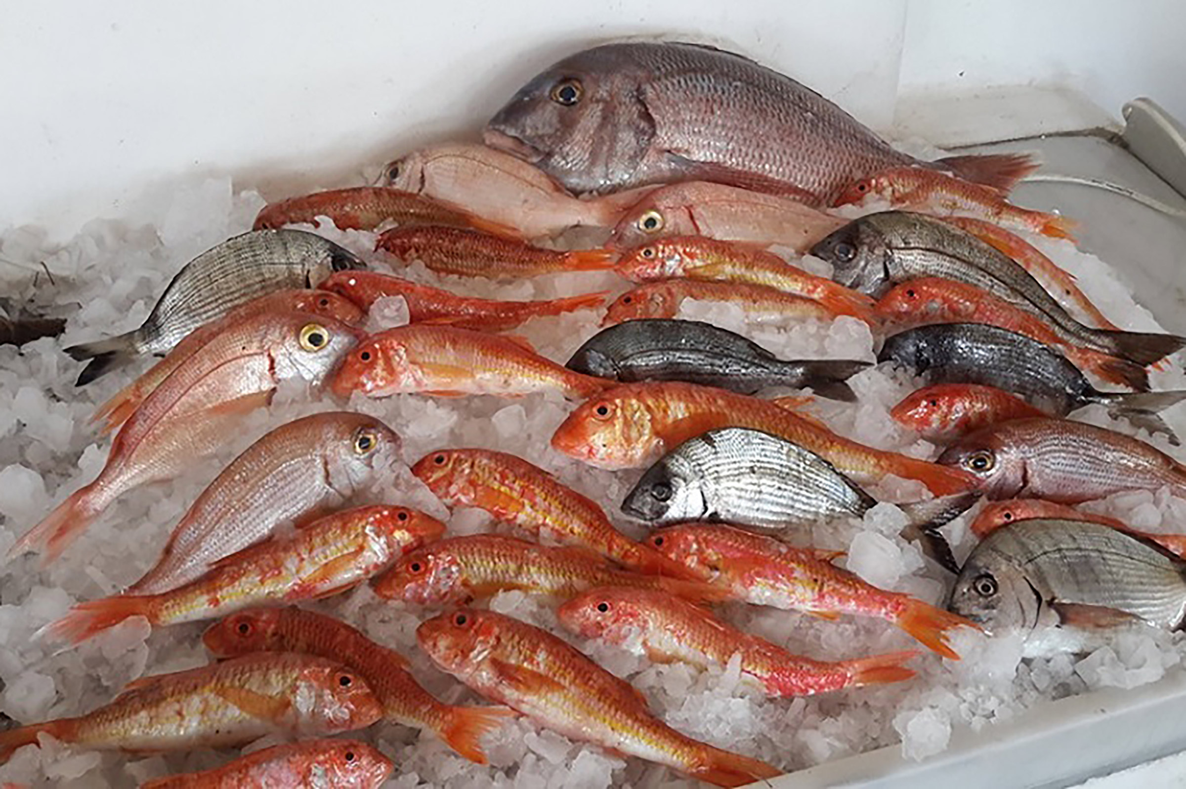 Shrimp pasta, steamed mussels, fresh Greek salad with feta cheese, fried kalamarakia, grilled fish and fresh squid, daily specials and many more delicious dishes enjoyed with your feet buried in the sand and your eyes gazing at the emerald sea shining under the strong Greek sun all summer long. - Secondary Image