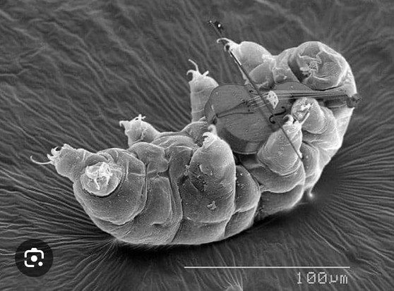 Black and white photo with a measurement of 100 microns at the lower right. A tardigrade lies on its back playing the violin.