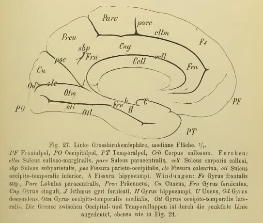 Illustrazione da Heirich Obersteiner, Anleitung beim Studium des Baues der nervösen Centralorgane im gesunden und kranken Zustande (Toeplitz & Deuticke, Leipzig und Wien, 1888)
