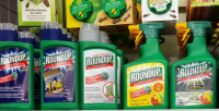 monsanto google