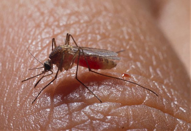 Mosquit comú