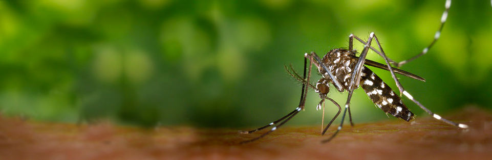 Mosquit tigre (Aedes Albopictus)