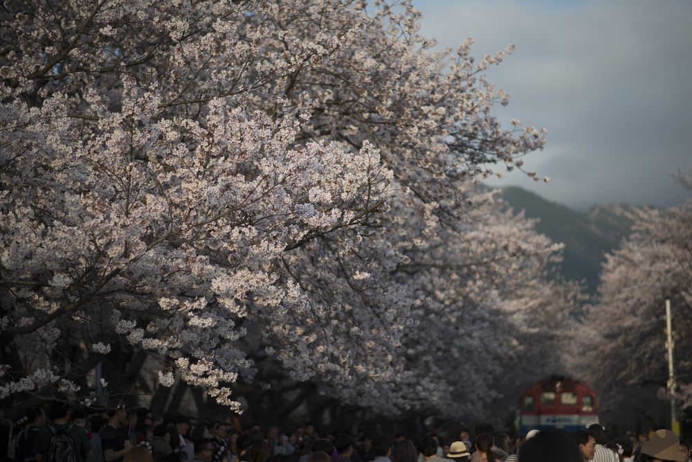 Cherry blossoms Jinhae Mugunghwa
