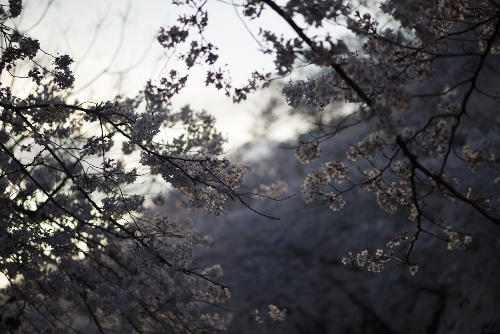Cherry blossoms Food