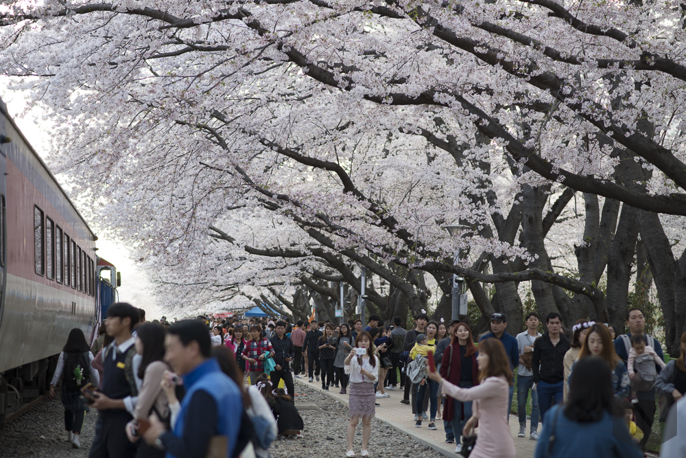 a Mugunghwa and cherry trees