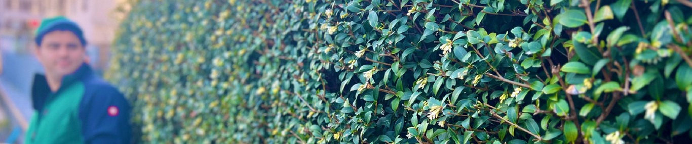 Zollo Hauswartung & Gartenpflege