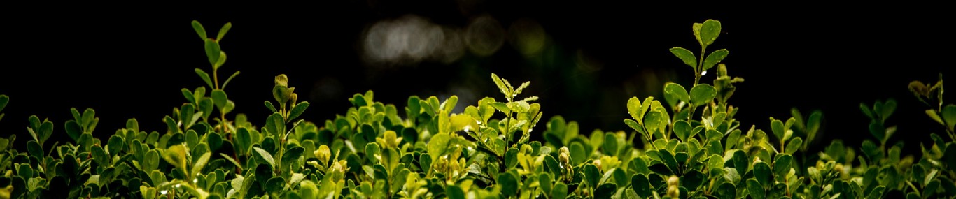 Wüthrich Gartengestaltung