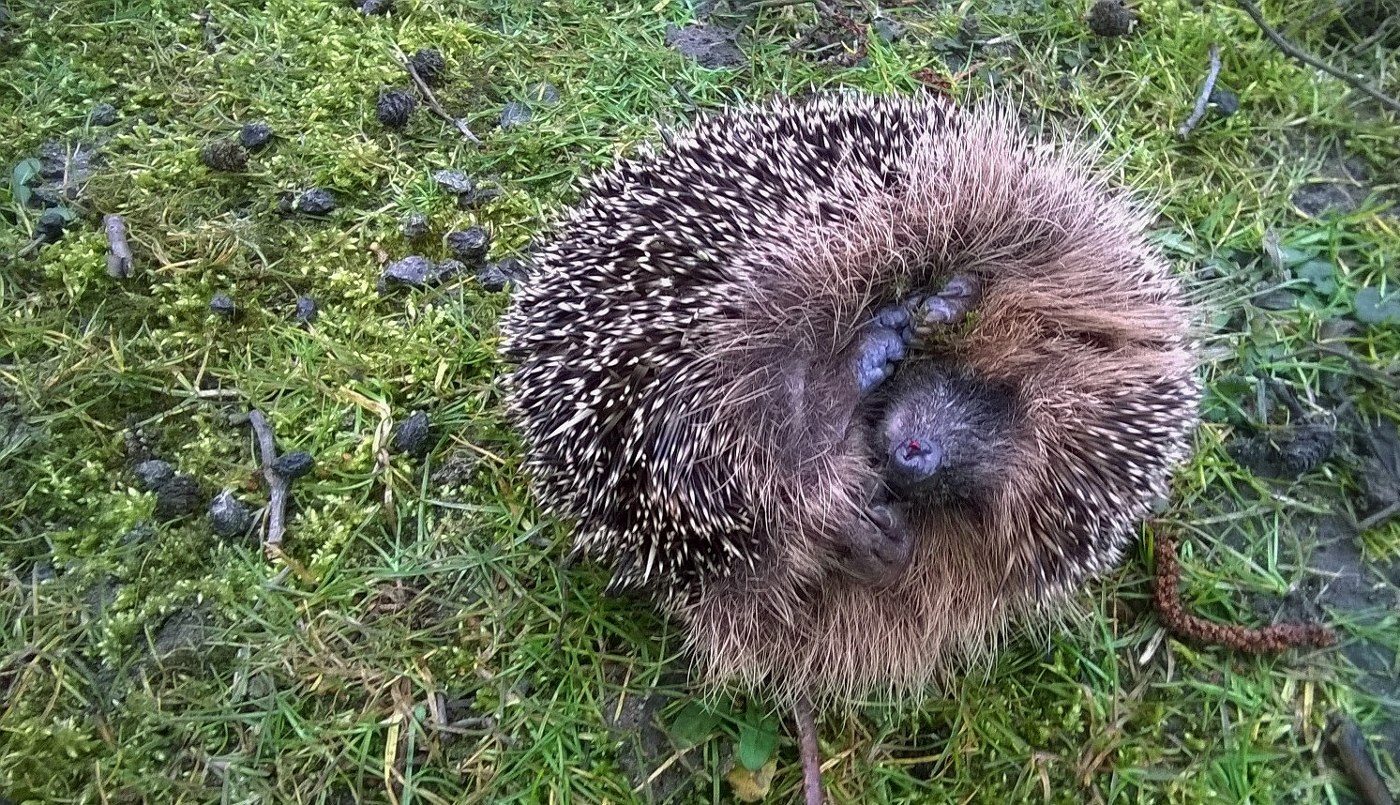 Egels van De Bonte Piet - OnsWestfriesland.nl