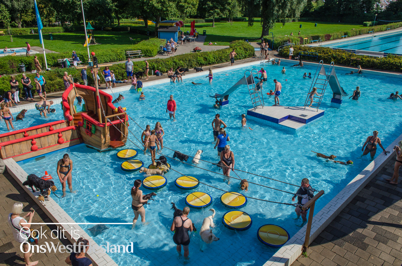 Super weer voor hondenplons in De Wijzend in Zwaag