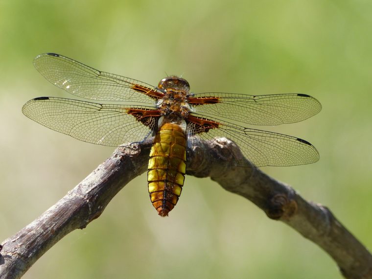Foto Expo Libellen en Vlinders - OnsWestfriesland.nl