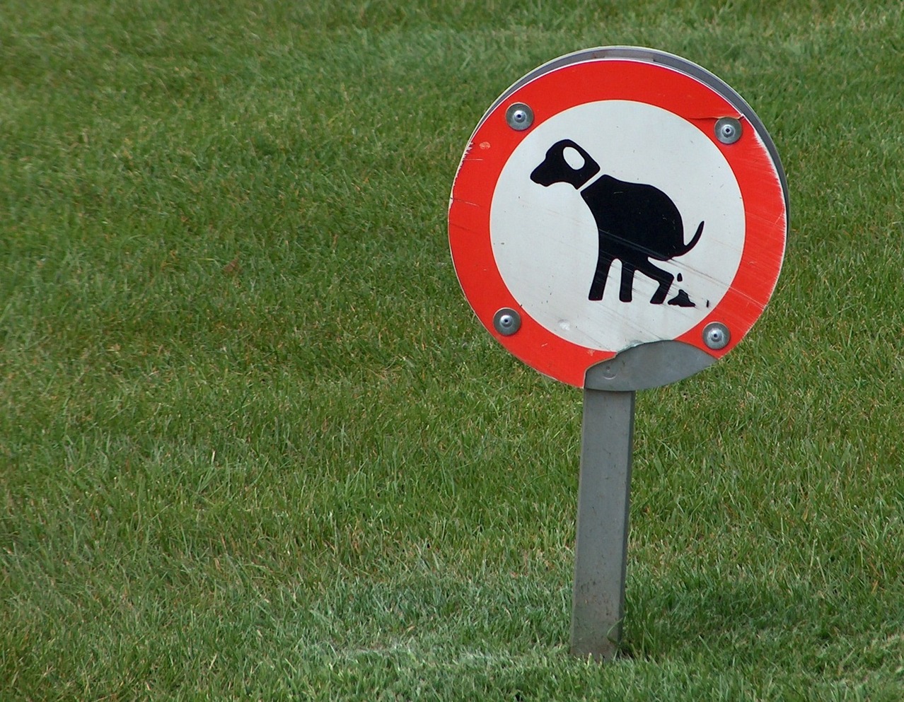 Een veld vol hondenpoep bij Bonifatiusschool in Spanbroe