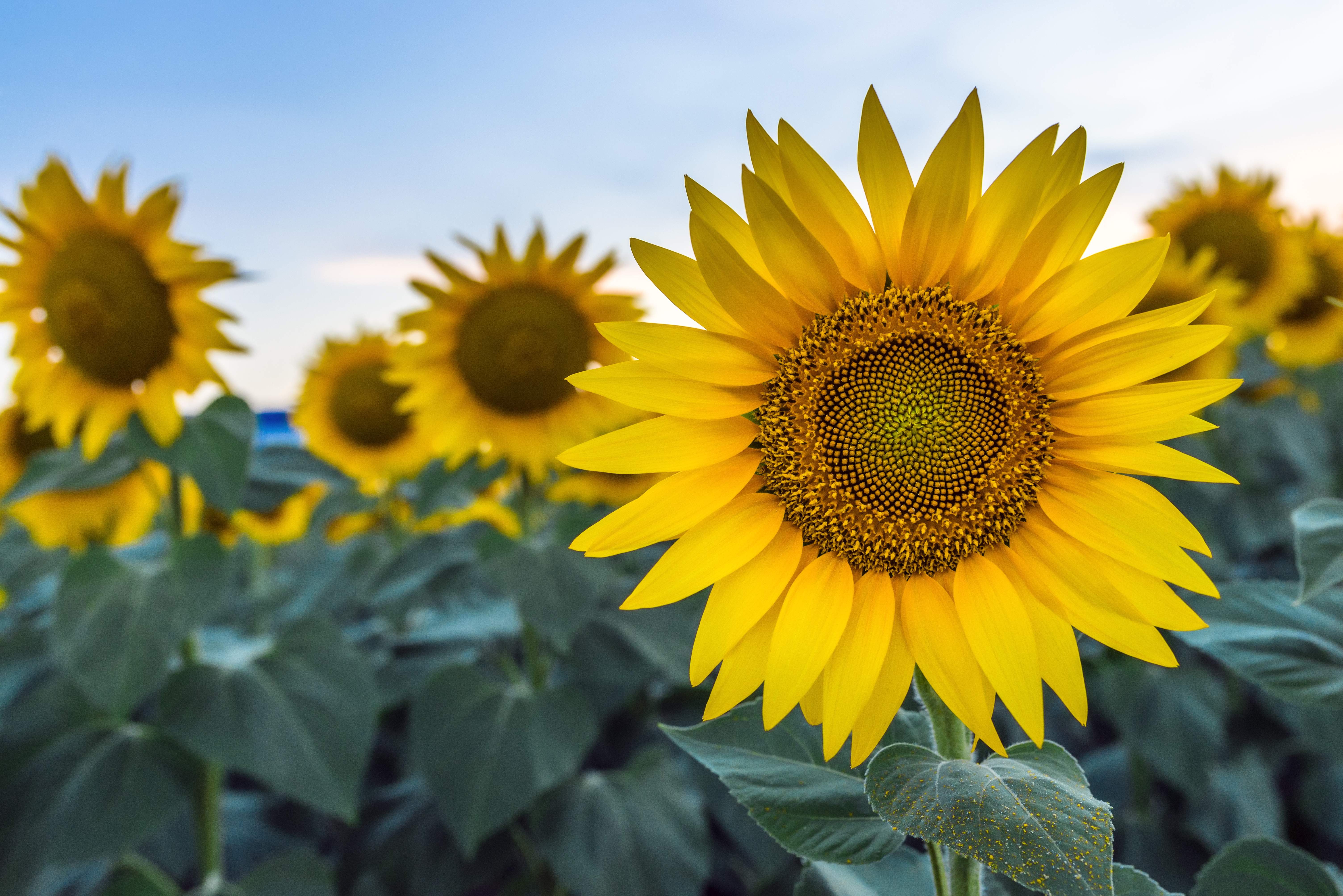 Sonnenblumenöl: Hersteller und Lieferant für Pflanzenöle und Fette