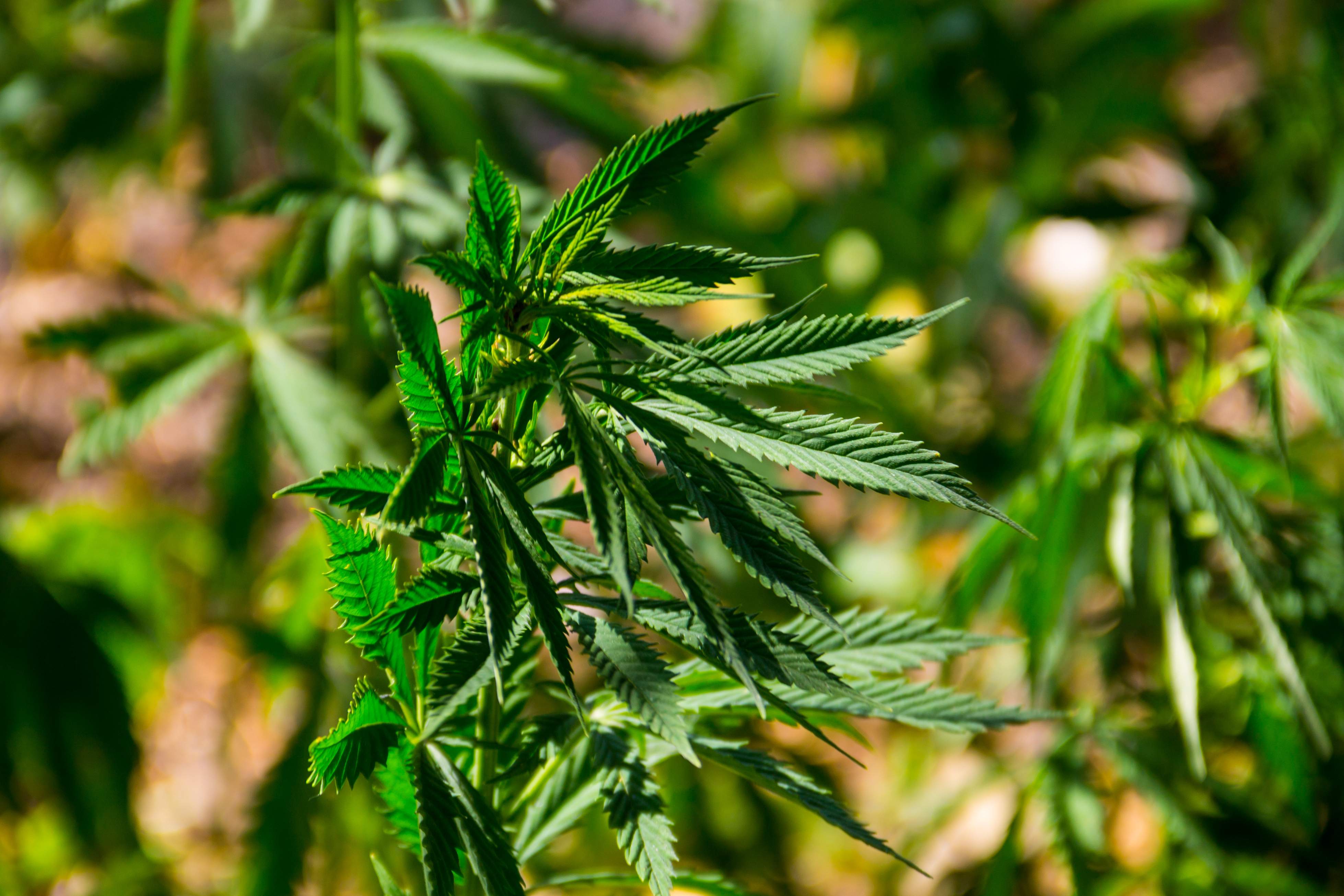 Hanföl, berauschend gut?