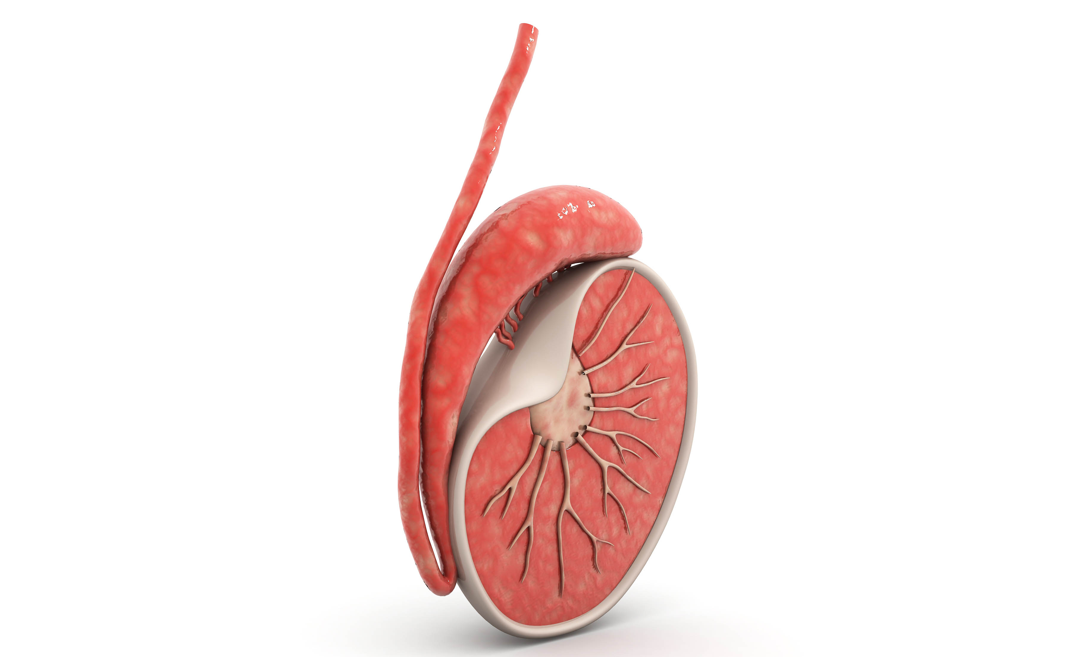 8 curiosità sui testicoli Pazienti.it 8 curiosità sui testicoli Pazienti.it