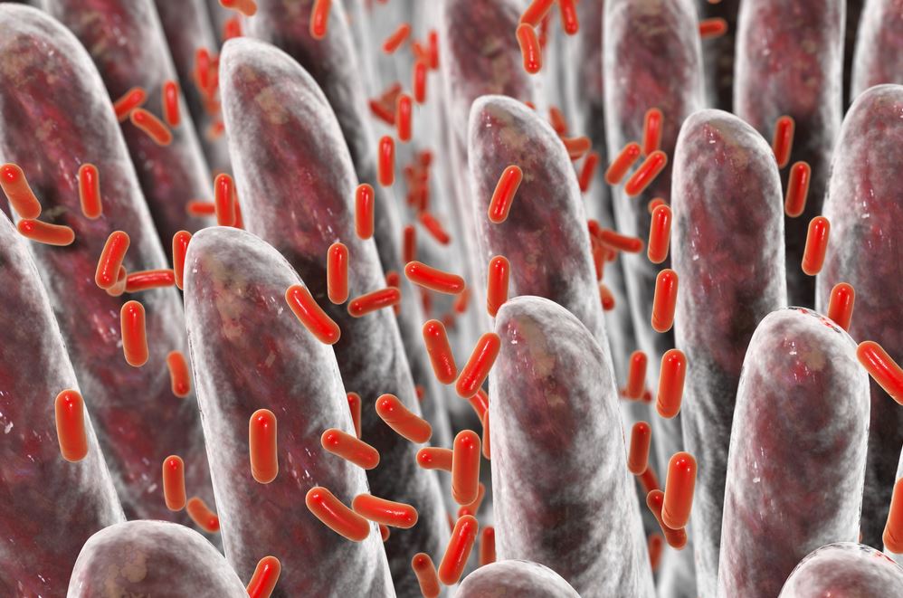Batteri intestinali e malattie del cervello: come sono correlati? | Pazienti.it