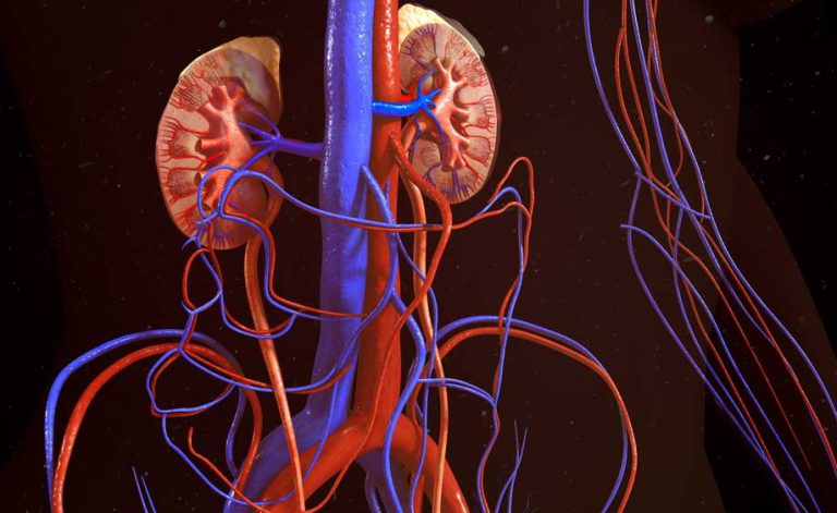 Azotemia e creatinina alte: attenzione alla salute dei reni | Pazienti.it