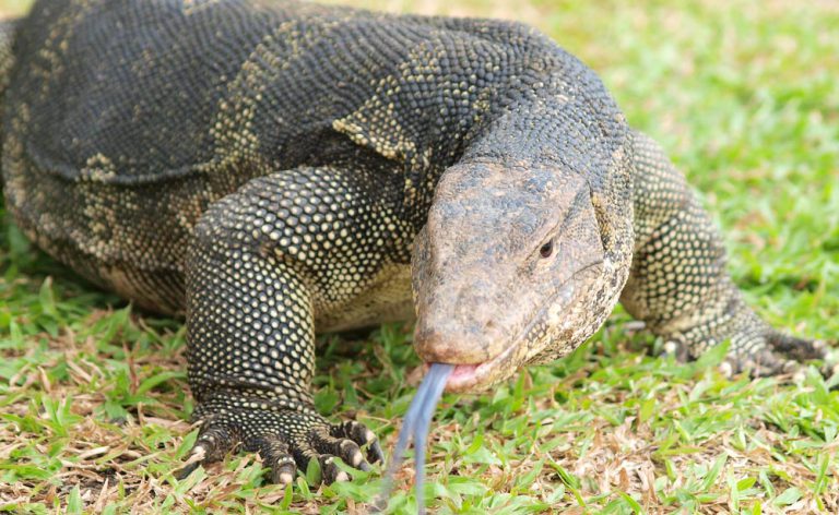 Sangue del drago di Komodo: un possibile antibiotico? | Pazienti.it