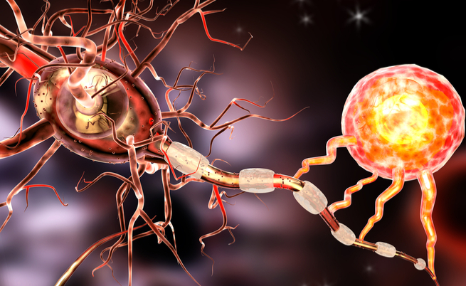 E’ un batterio che arriva dall’intestino a proteggerci dalla sclerosi multipla | Pazienti.it