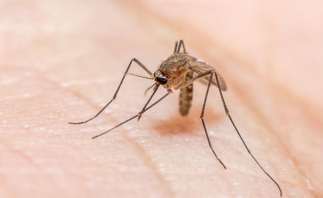 Morire di malaria a 4 anni in Italia: la storia di Sofia Zago | Pazienti.it