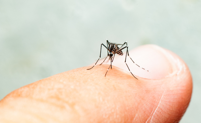 Chikungunya in Italia: di cosa si tratta? Facciamo chiarezza | Pazienti.it