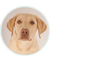Bürohund Diego