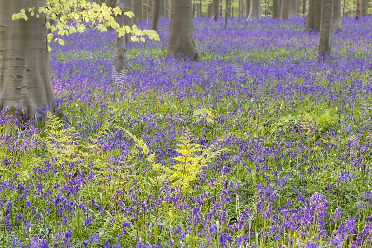 Ondertussen in het Hallerbos
