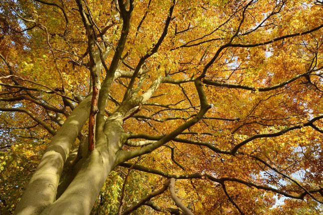 herfstkleuren Herfstkleuren