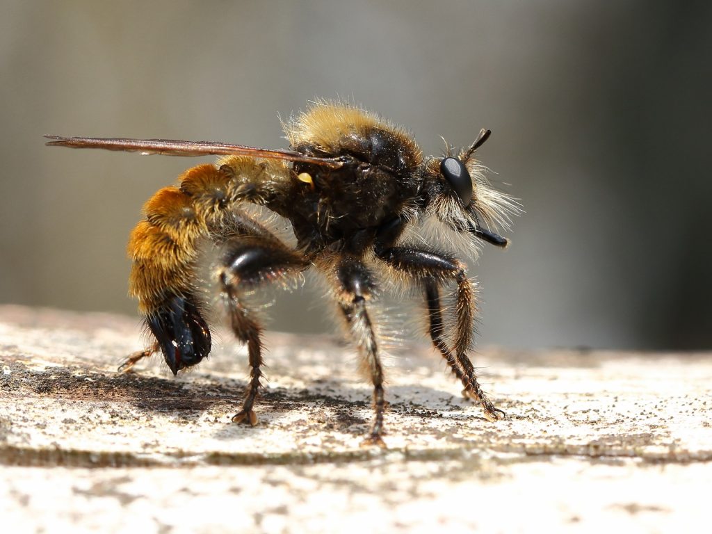 Wat een vraag is dit wel een hommel? rootsmagazine.nl Wat een vraag is dit wel een hommel? rootsmagazine.nl