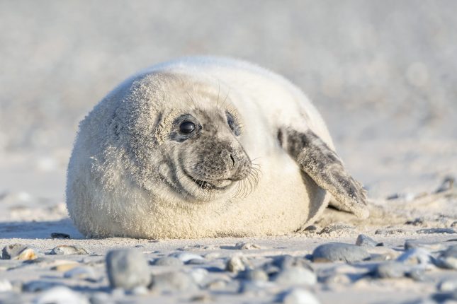 zeehondenportret