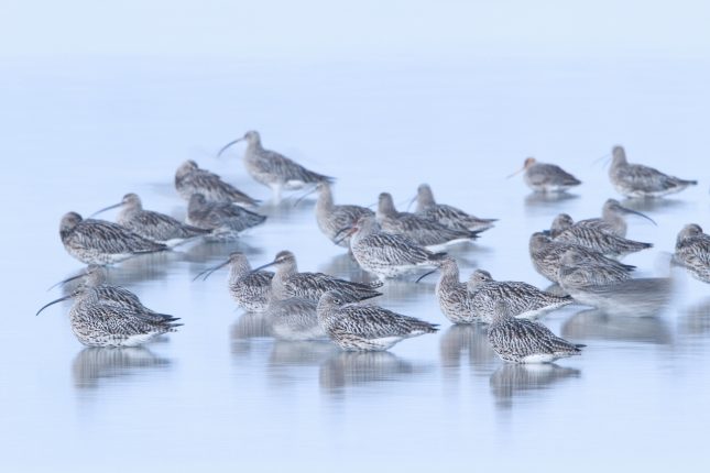 vogels ruiken