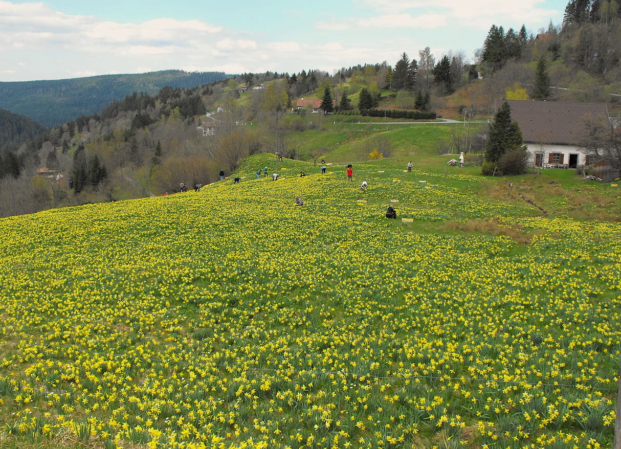 1280px-Champ_de_jonquilles