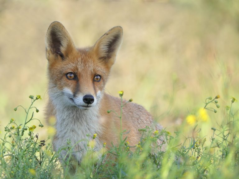 Roots Natuurfotowedstrijd Publieksprijs 2020: kies nu jouw favoriete foto!