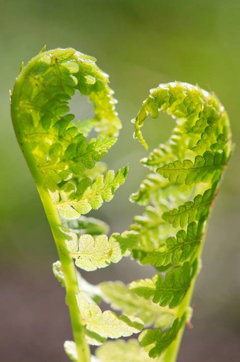 Nieuwe blog op Natuurbloggers: Plantenblindheid