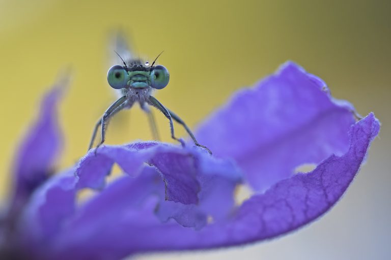 De foto van de maand juni