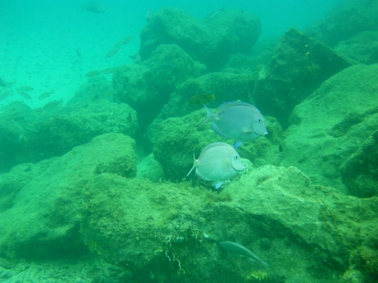 Snorkelen bij Bonaire