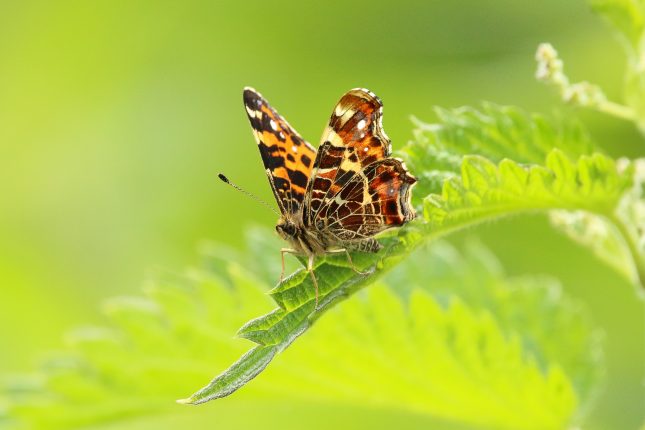 houden vlinders van brandnetels