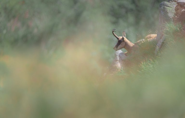 De basis van natuurfotografie: van een kiekje naar een echte foto