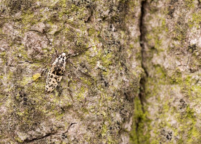 grote wintervlinder