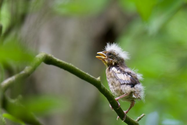 winnaars van de Roots Natuurfotowedstrijd 2020
