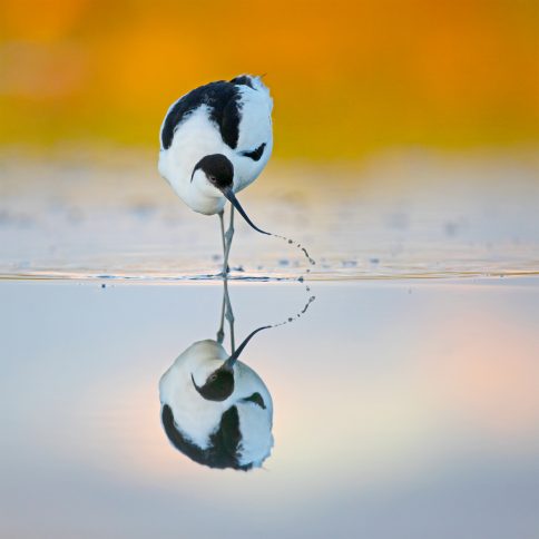 winnaars van de Roots Natuurfotowedstrijd 2020