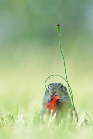 winnaars van de Roots Natuurfotowedstrijd 2020