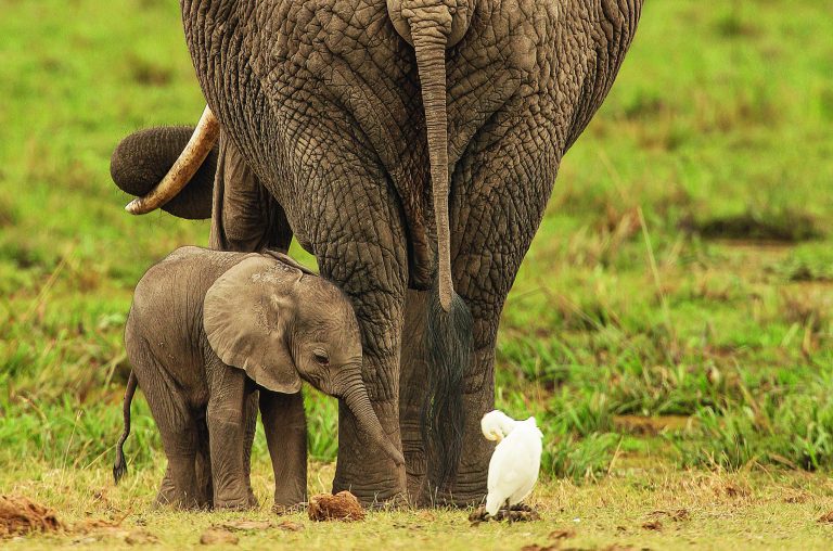 Baby Animals, heerlijk boek vol aaibaarheid