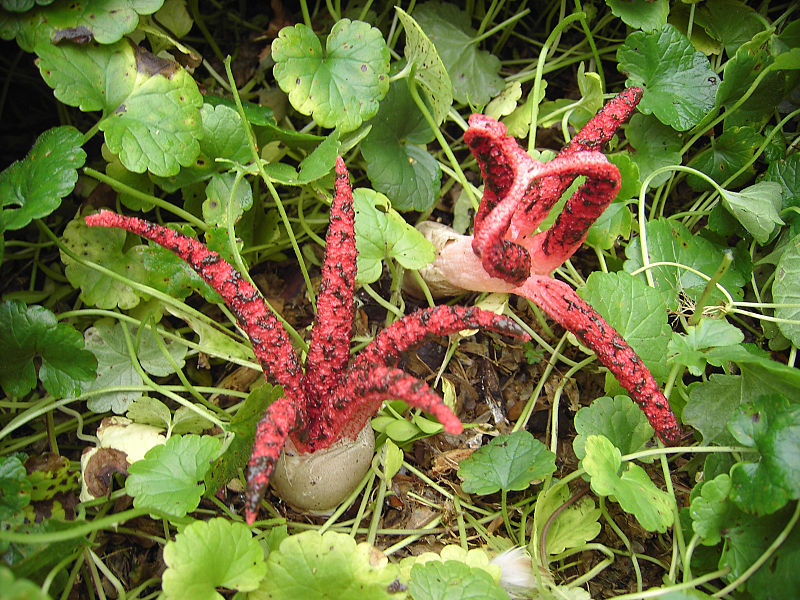 Paddenstoelen