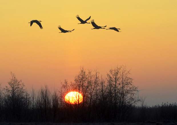Kans op kraanvogels