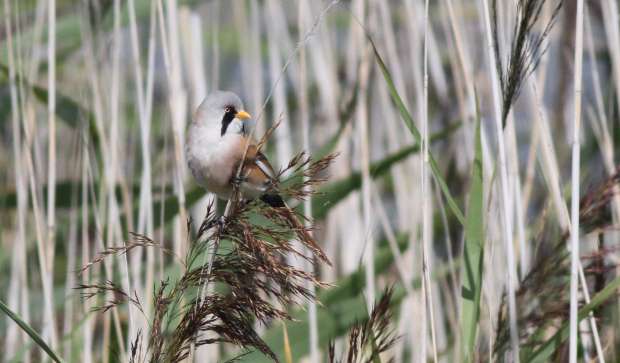 Vogelexcursie naar de Marker Wadden