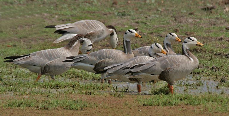 De Indische gans stijgt en daalt
