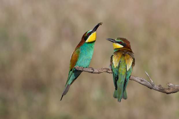 Nieuwe website voor vogelaars