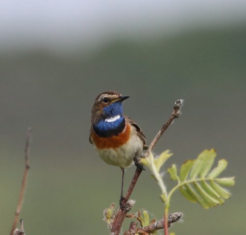 Laatste kans: Roots vogelsafari Texel