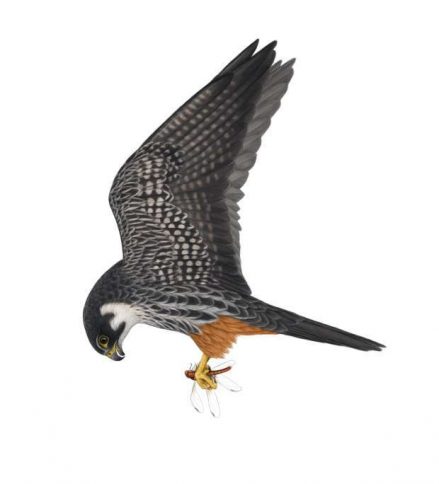Sierlijke jager