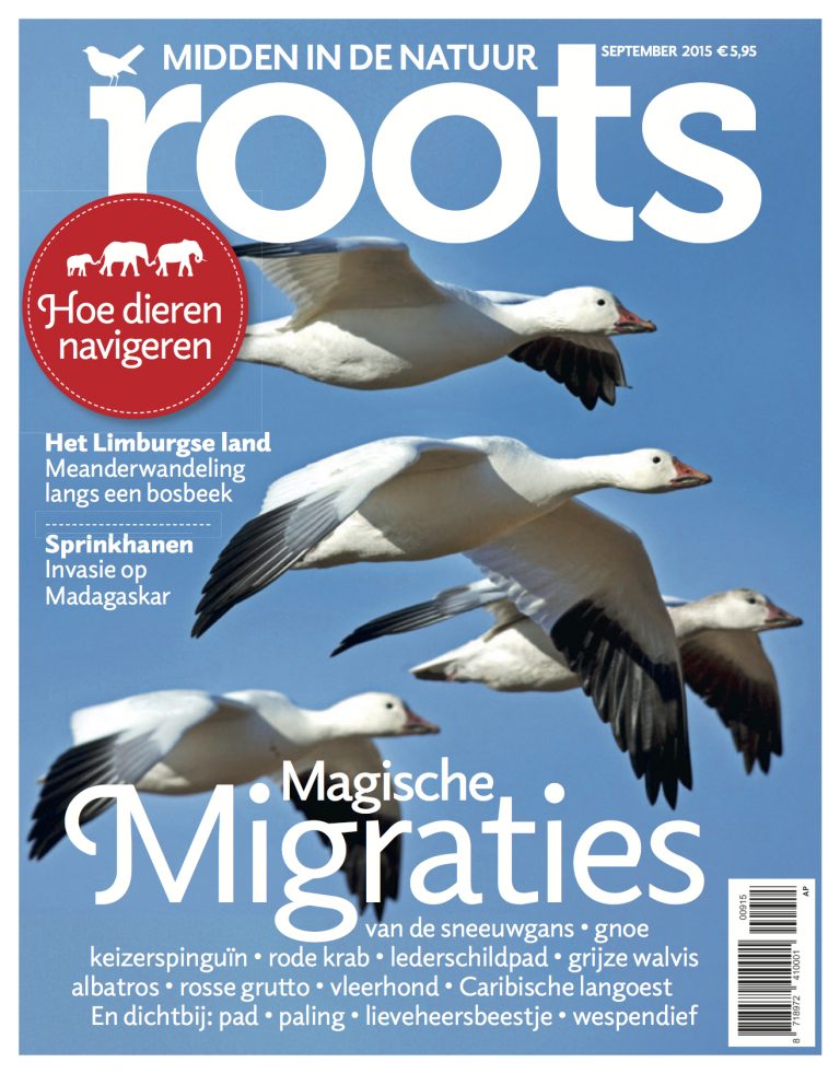 De september-Roots is uit!